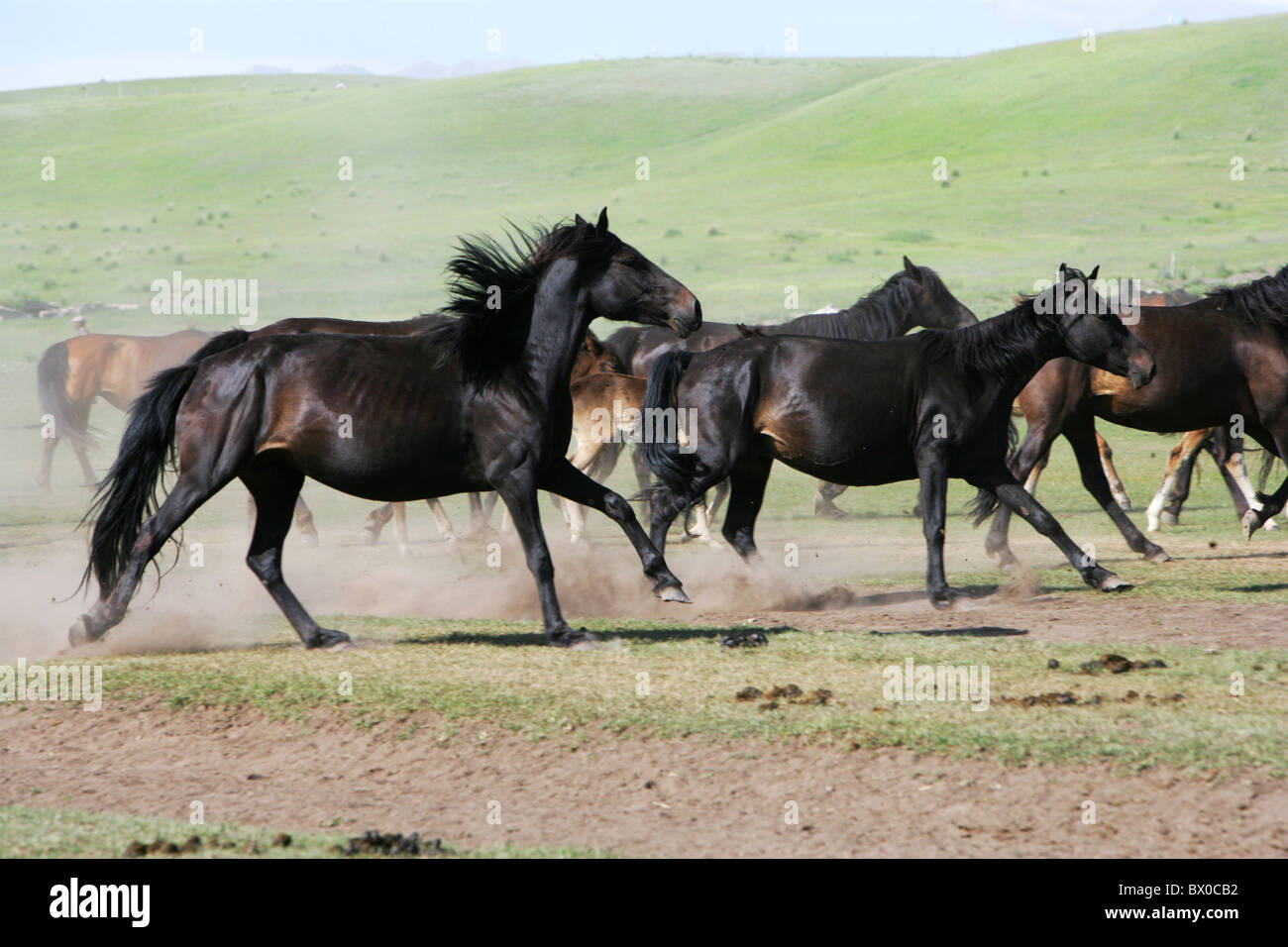 Cavalli in corsa, Zhaosu cavallo militare Ranch, Ili kazako prefettura autonoma, Xinjiang, Cina Foto Stock