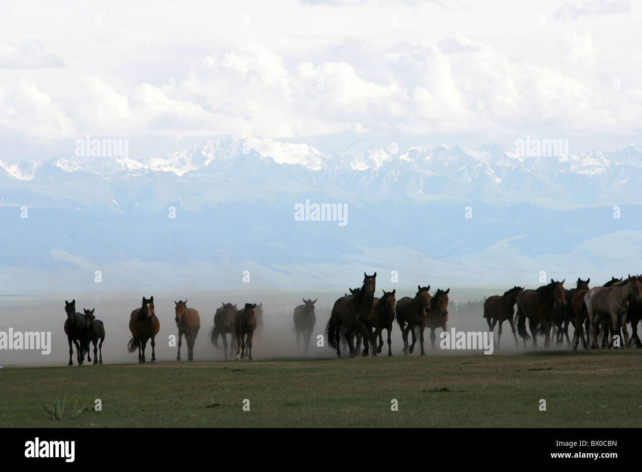 Cavalli in corsa, Zhaosu cavallo militare Ranch, Ili kazako prefettura autonoma, Xinjiang, Cina Foto Stock