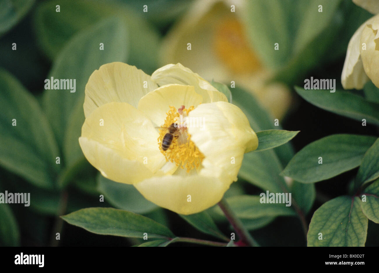 Bee giardino botanico giallo Paonie peonia Svizzera Europa Zurigo Foto Stock