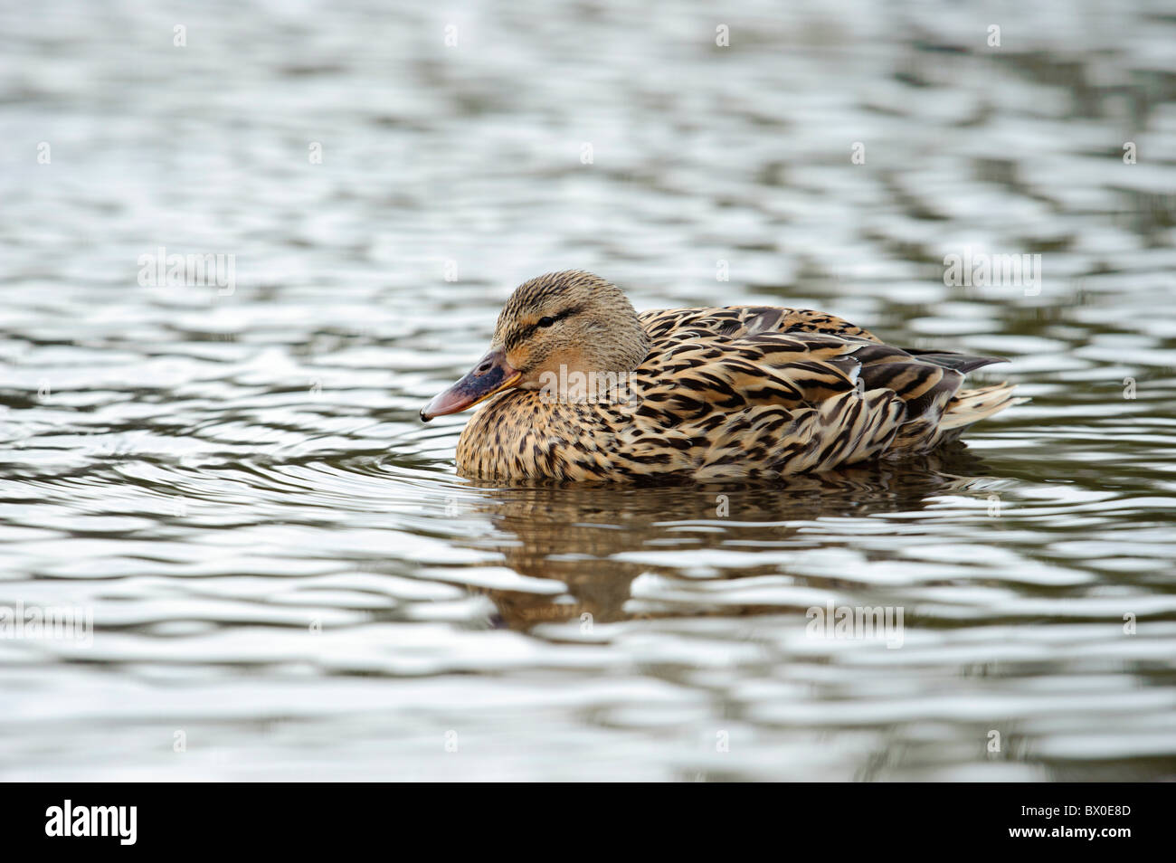 Il germano reale (Anas platyrhynchos), femmina Foto Stock