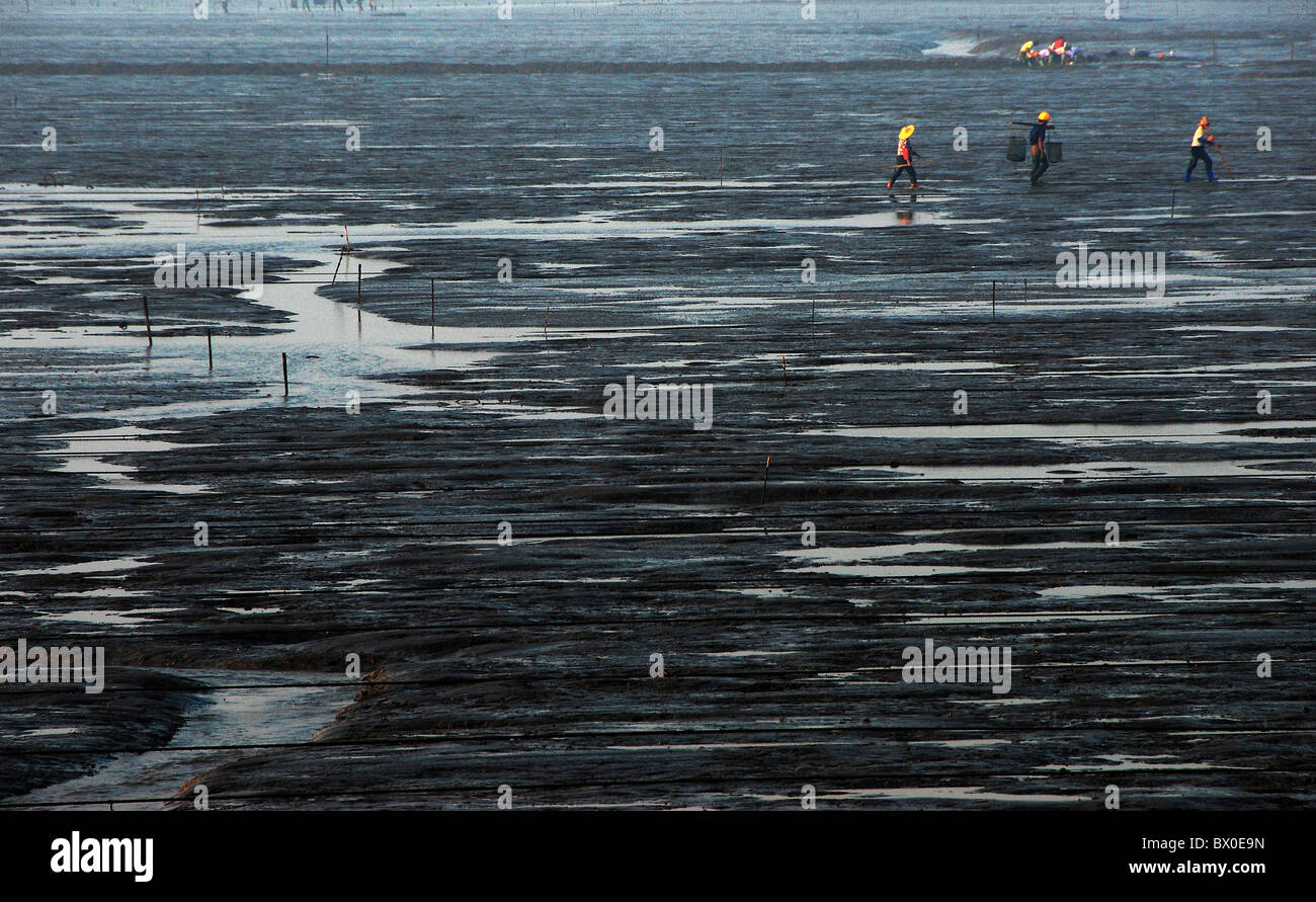 I pescatori a piedi su coltivate piane di marea terra, Xiapu, Ningde, provincia del Fujian, Cina Foto Stock