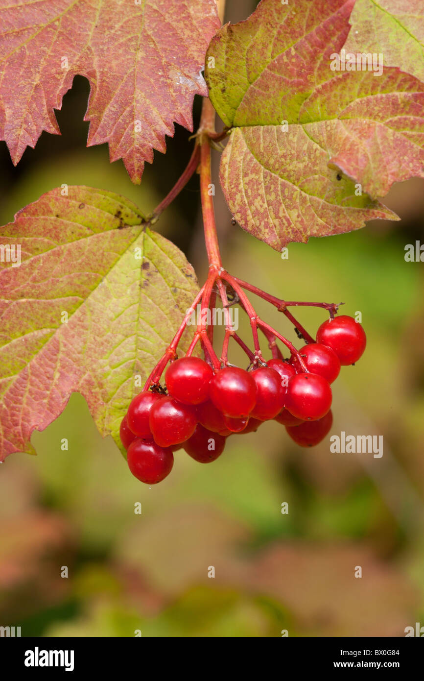 Rosa viburno Viburnum opulus barries mature e foglie di autunno Foto Stock