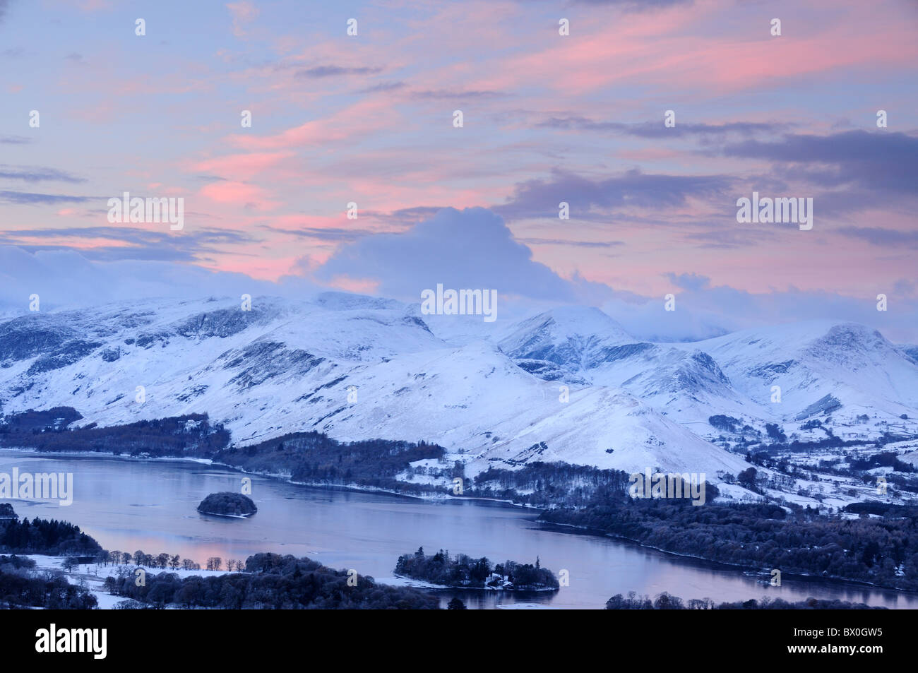 Rosa alba immagini e fotografie stock ad alta risoluzione - Alamy