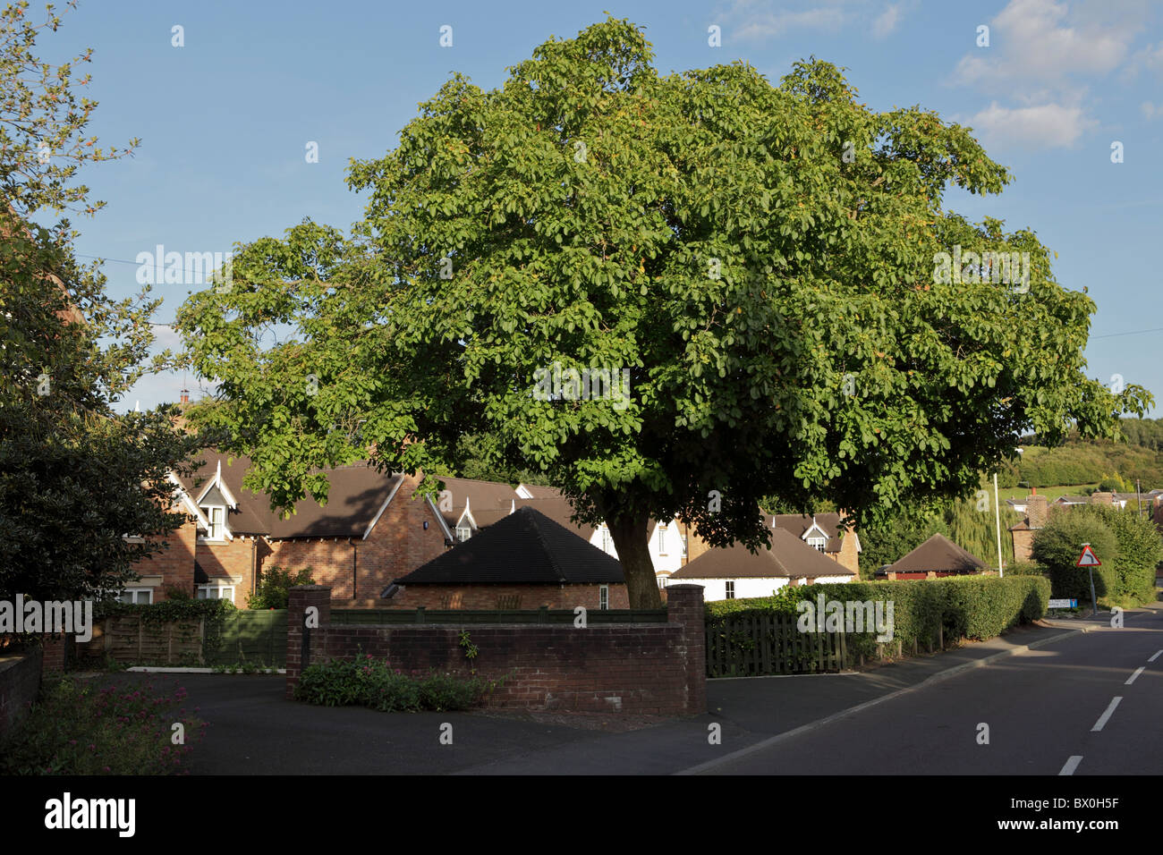 Inglese noce ( Juglans regia ) con estate fogliame, situato a Barrow Street in Shropshire città di Much Wenlock. Foto Stock