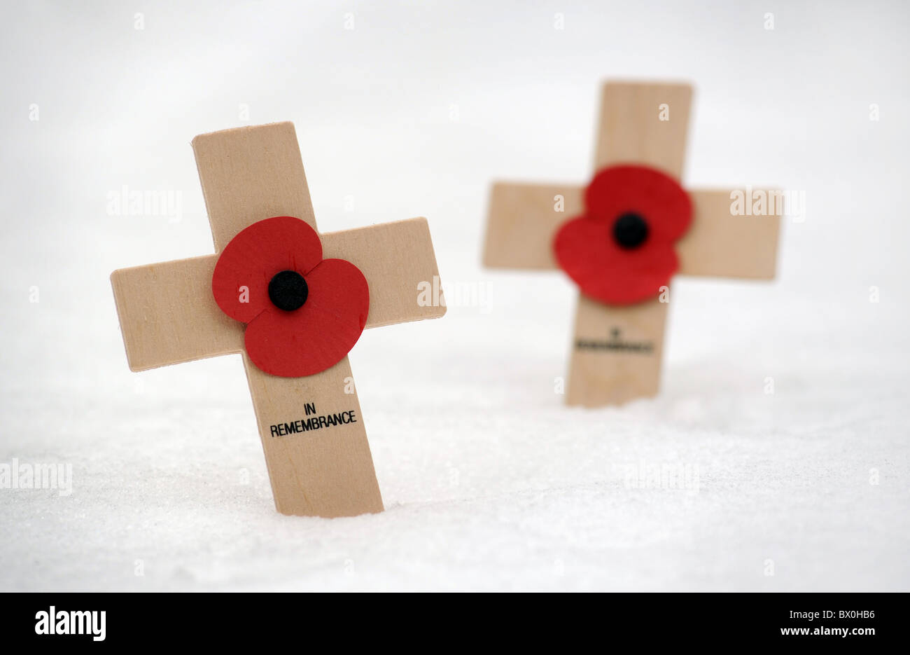 BRITISH Giorno del Ricordo POPPIES IN NEVE Foto Stock