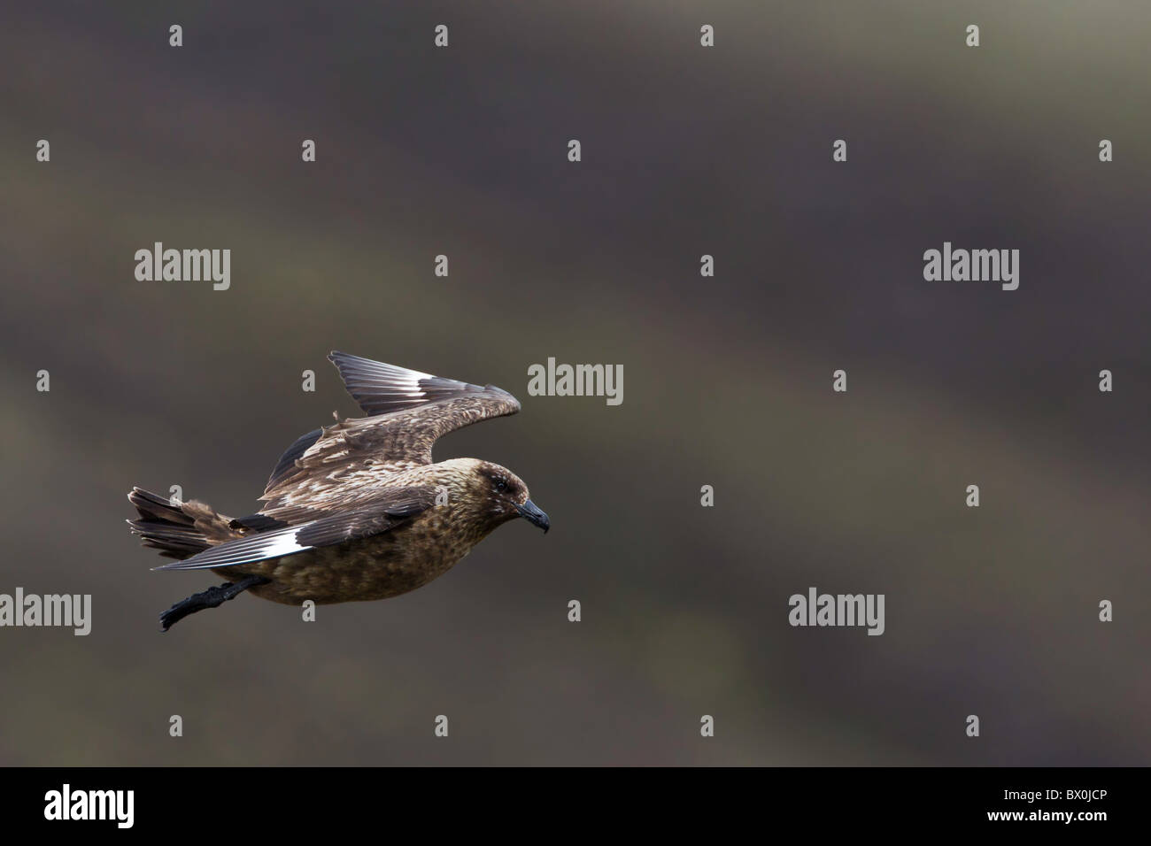 Grande Skua in volo su un pendio Foto Stock