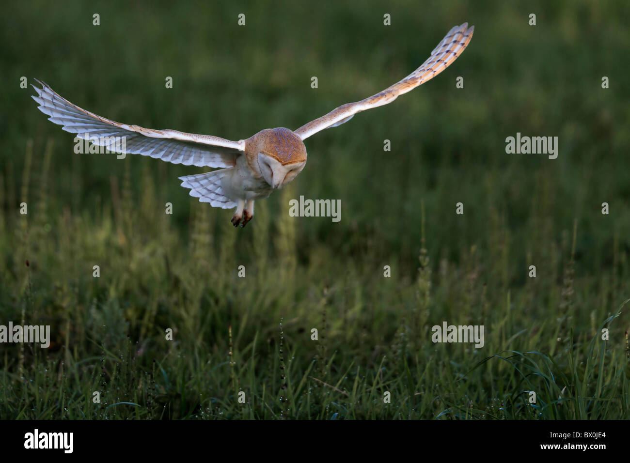 Il barbagianni in volo la caccia su prateria Foto Stock