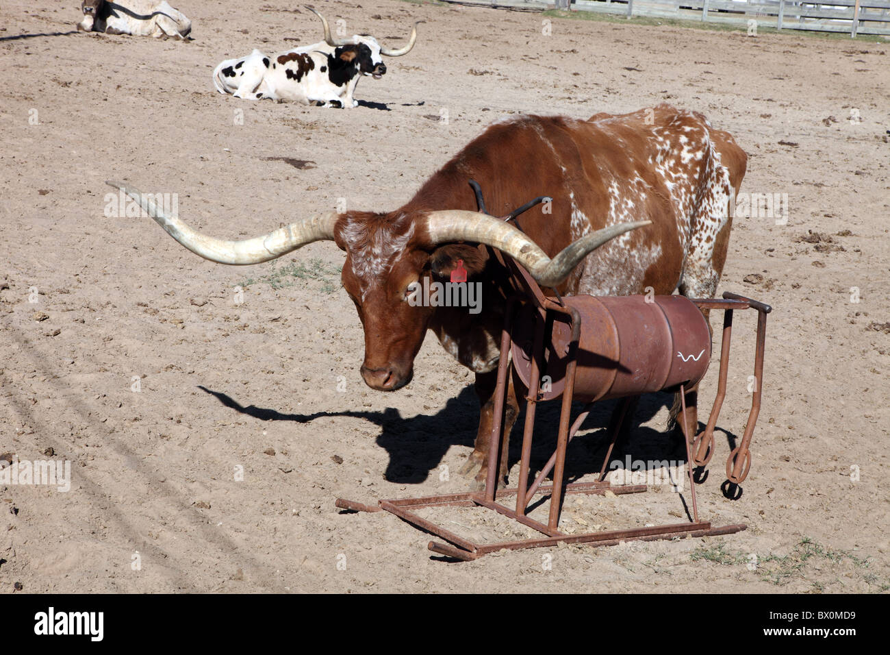 Fort Worth Stockyards Longhorn mandria, Texas Foto Stock