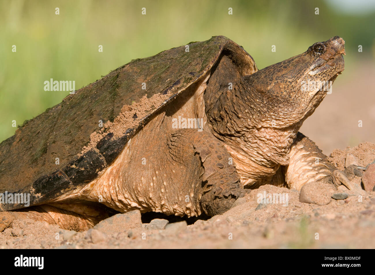Scatto Turtle deposizione delle uova Chelydra serpentina a fine maggio est Stati Uniti Foto Stock