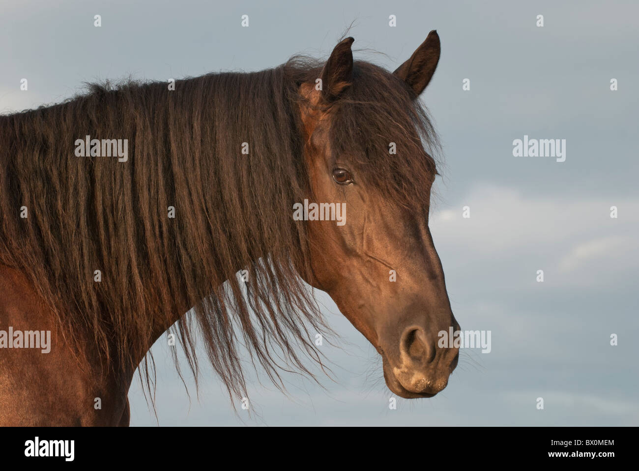 Fresian horse head shot in vista laterale con lieve brezza muovendo capelli criniera, prese contro tutto il cielo in basso angolo giallo luce del tramonto Foto Stock