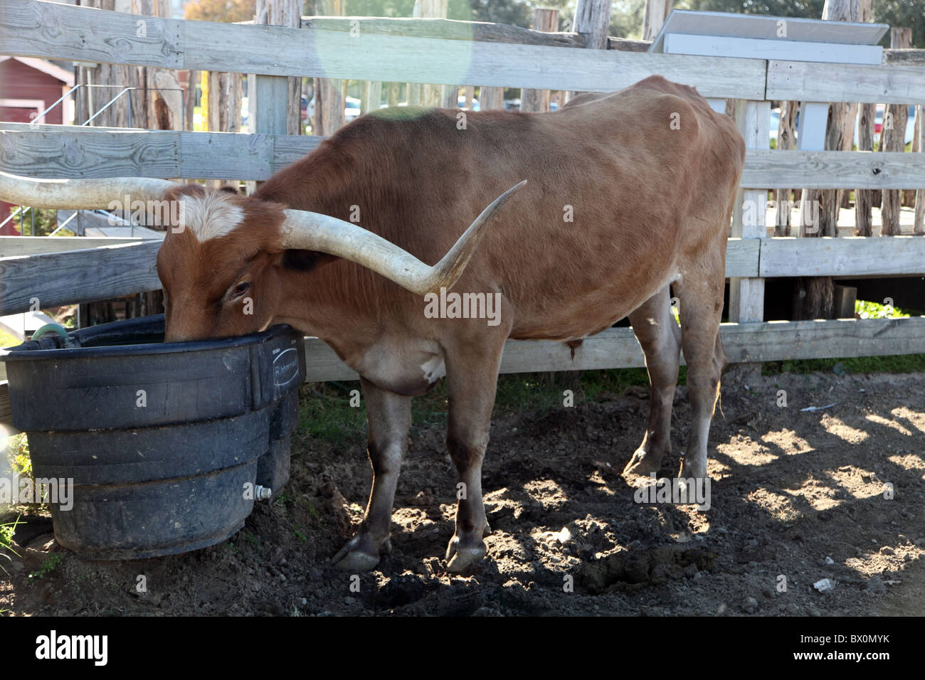 Sete Longhorn, Forth Worth Stockyards, Texas Foto Stock
