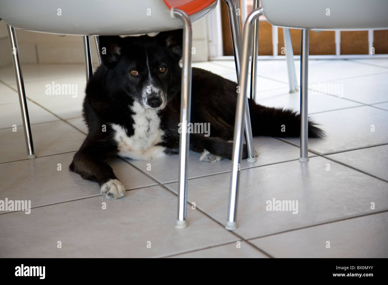 Collie / Mix Husky cane sotto la tabella Foto Stock