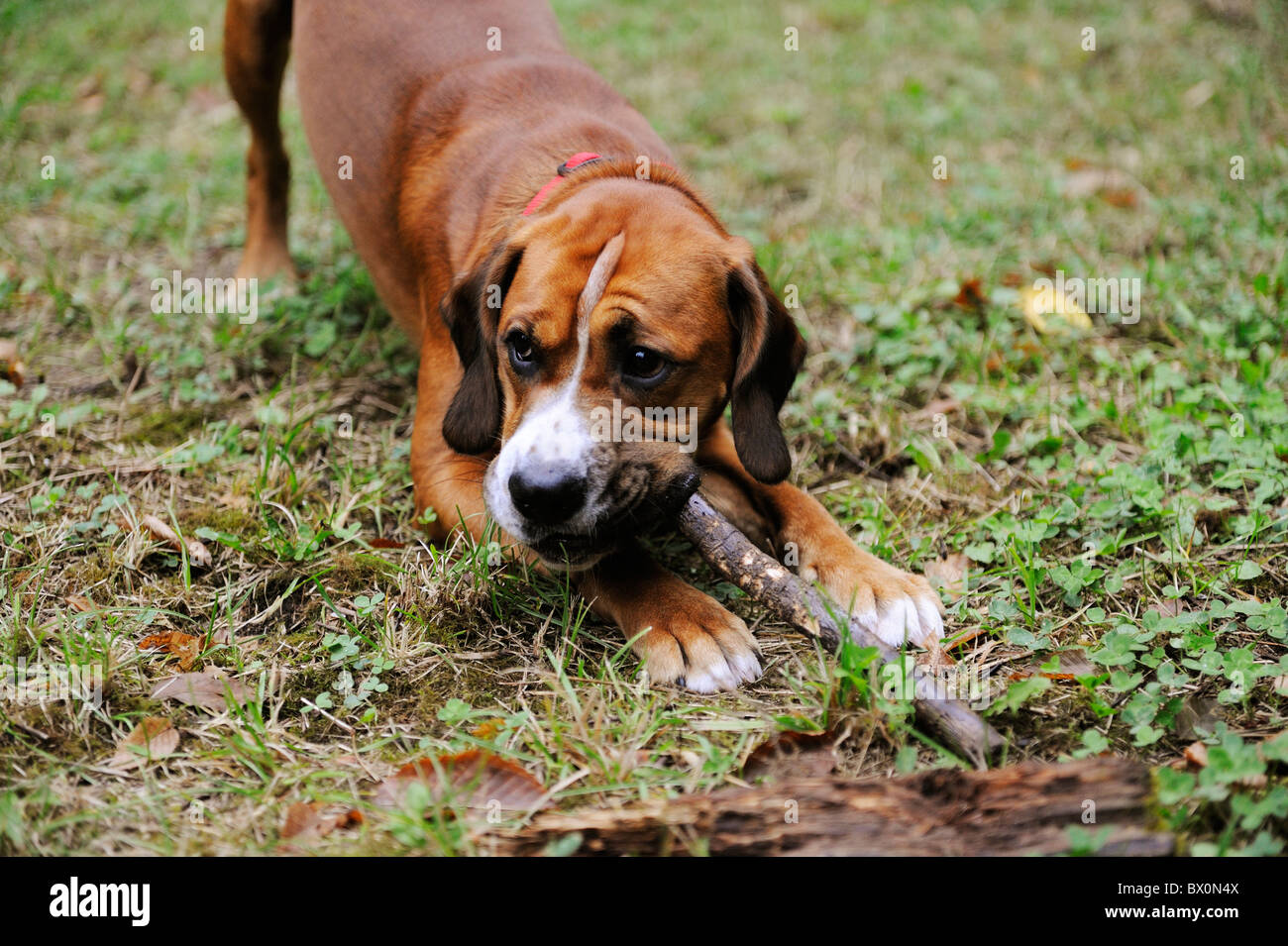 Croce Boxer cocker spaniel cucciolo di cane giocando con bastone Foto Stock