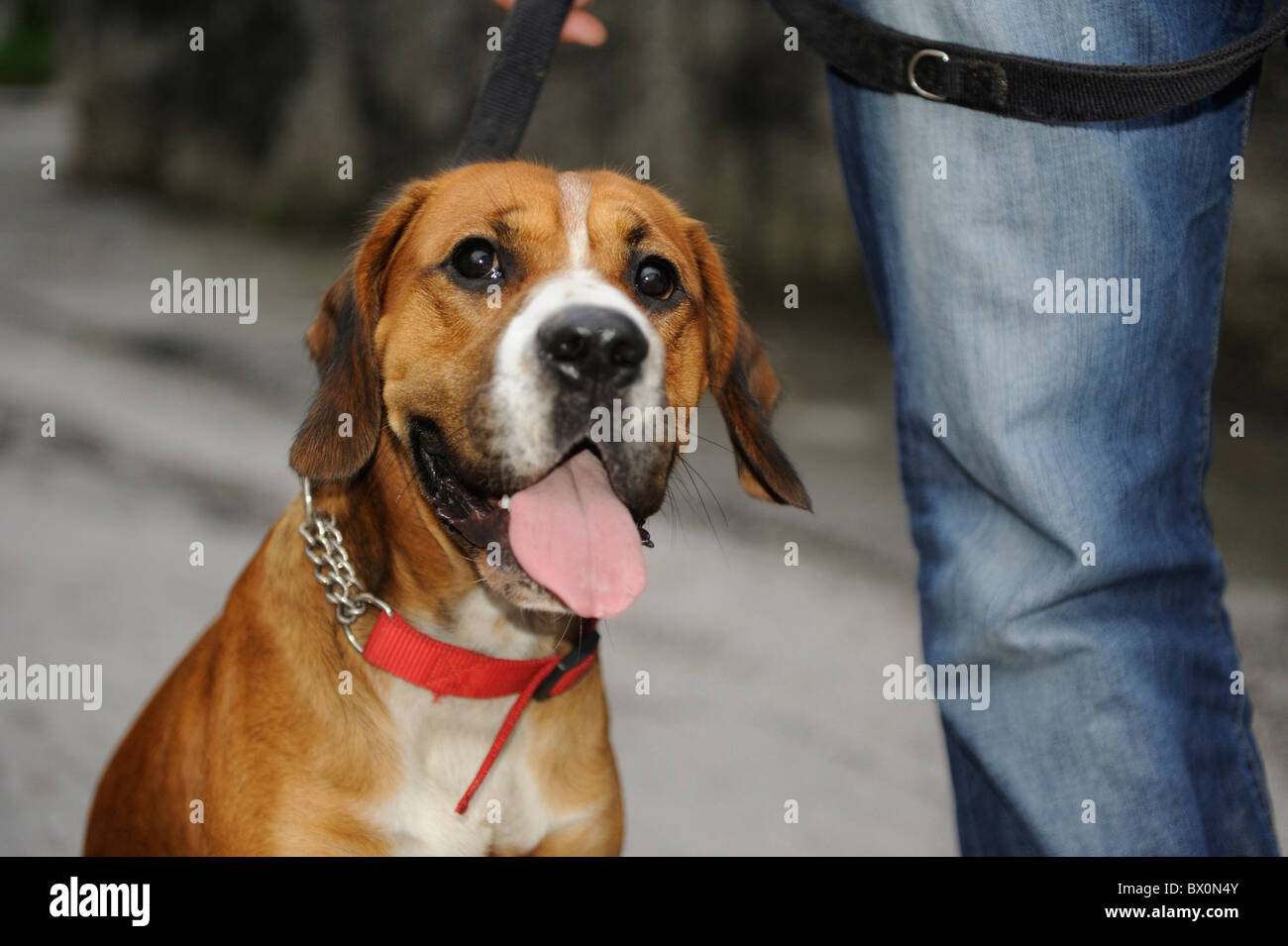 Croce Boxer cocker spaniel cucciolo di cane essendo camminava sul filo Foto Stock