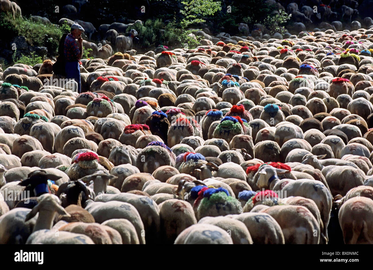 Francia Provenza Gard gregge di pecore lasciando L Esperou Village per la stagione estiva la transumanza Foto Stock