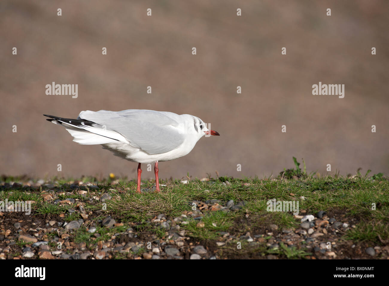 A testa nera Gull Larus ridibundus adulto in non-allevamento piumaggio in minaccia la postura Foto Stock