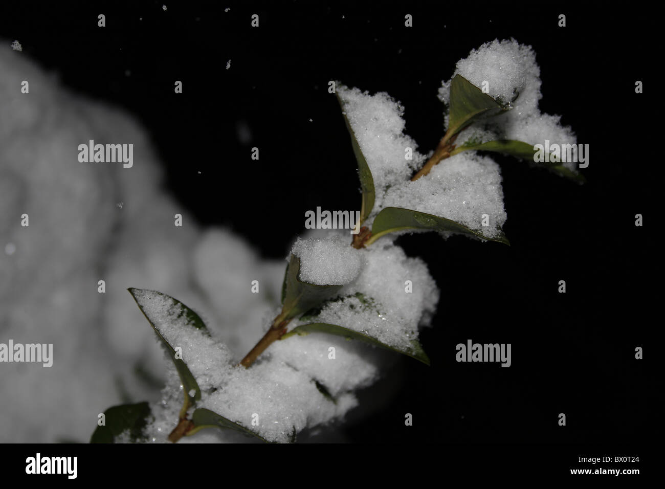 neve sulle piante Foto Stock