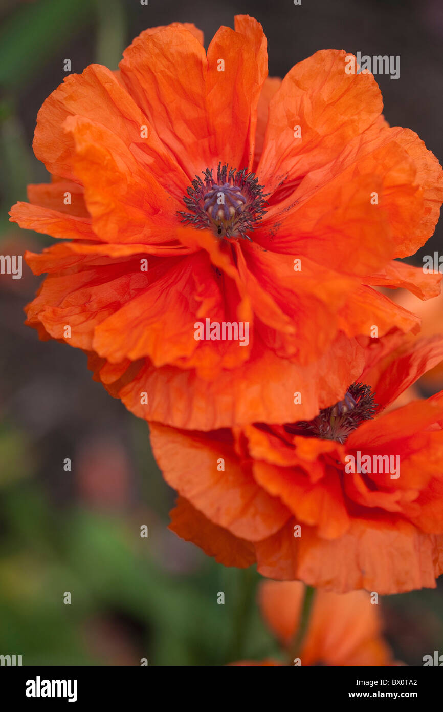 Papaver " Palla di Fuoco " Foto Stock