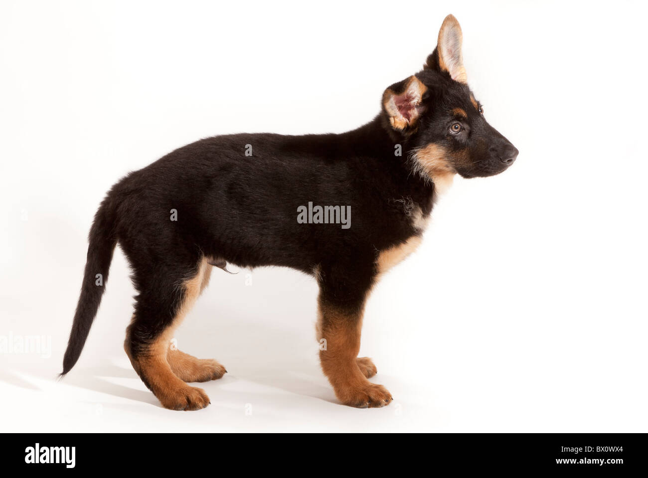 Un undici settimane vecchio pastore tedesco cucciolo di cane in piedi Foto Stock