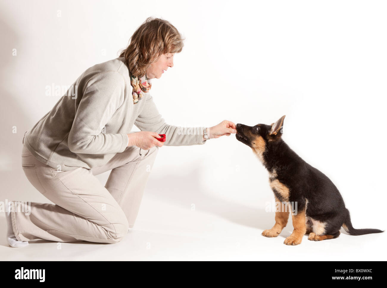 La formazione di un undici settimane vecchio pastore tedesco cane cucciolo a sedersi con clicker Foto Stock