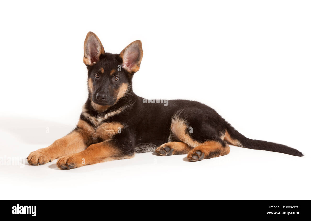 Un undici settimane vecchio pastore tedesco cucciolo di cane sdraiato Foto Stock