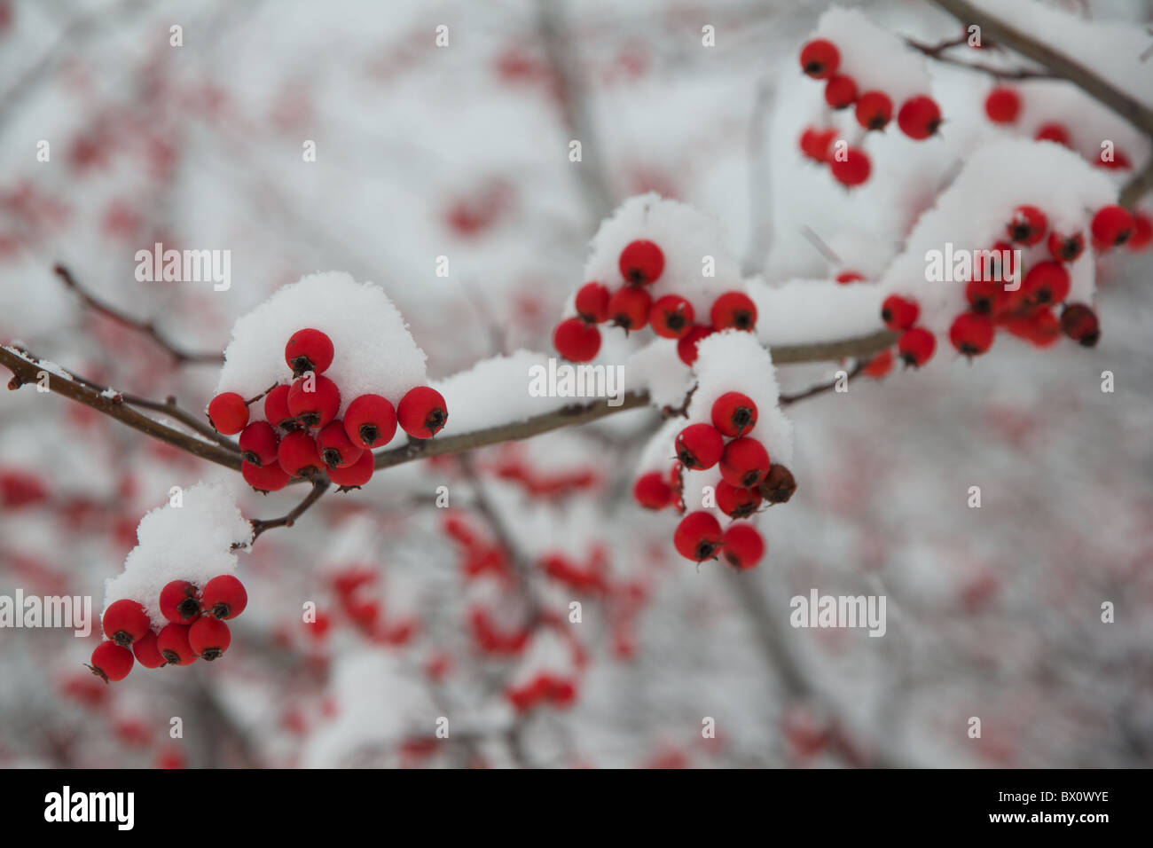 Albero di biancospino; bacche rosse coperte di neve. Foto Stock
