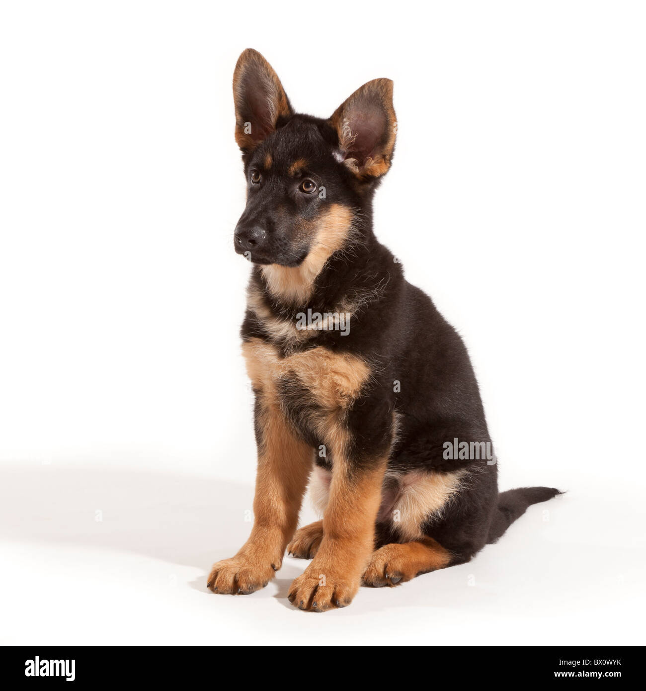 Un undici settimane vecchio pastore tedesco cucciolo di cane seduto Foto Stock