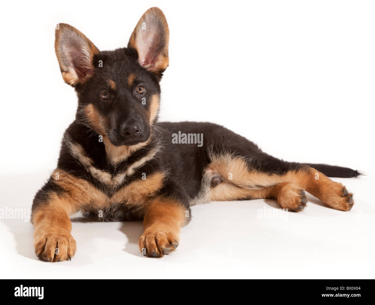 Un undici settimane vecchio pastore tedesco cucciolo di cane sdraiato Foto Stock