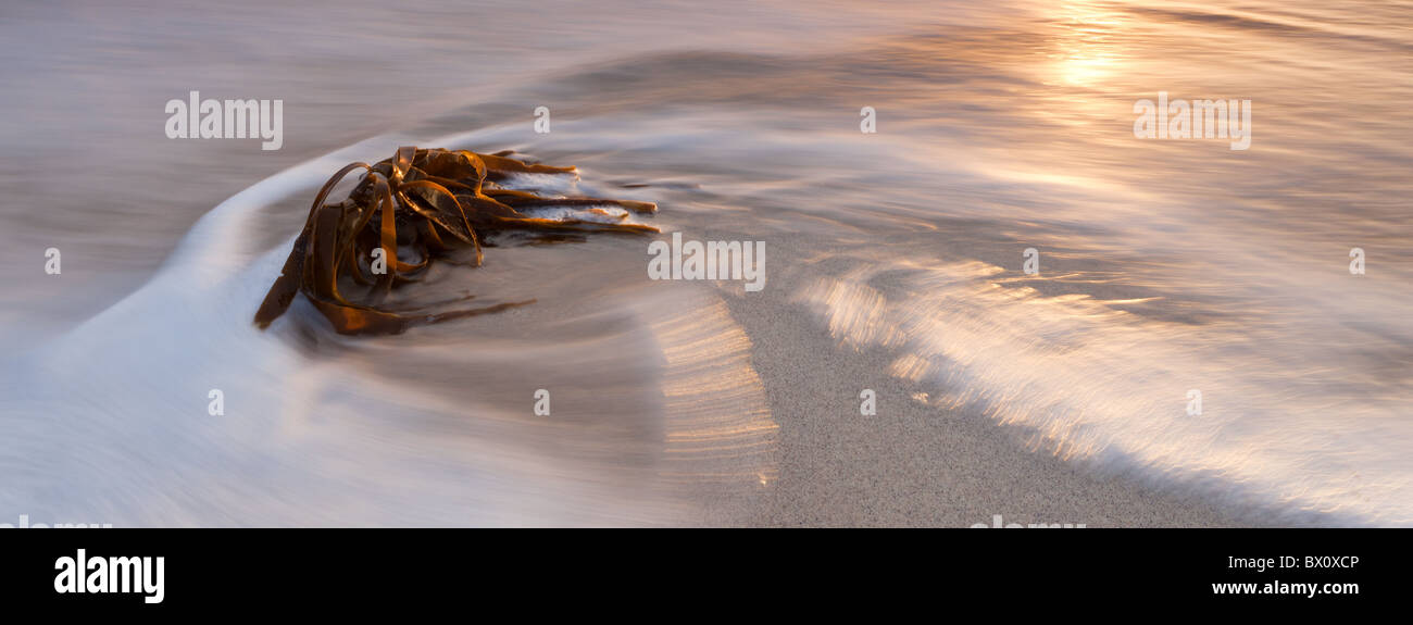 Un'onda spazza un pezzo di alghe sulla spiaggia a Clachtoll. A nord-ovest di Highlands della Scozia. Foto Stock