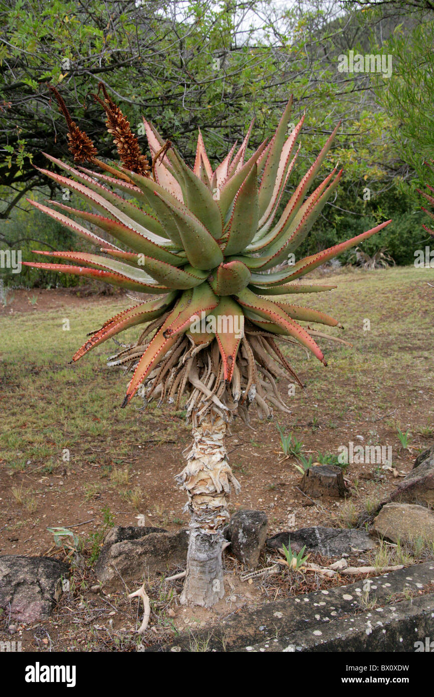 Aloe ferox, Asphodelaceae, Sud Africa Foto Stock