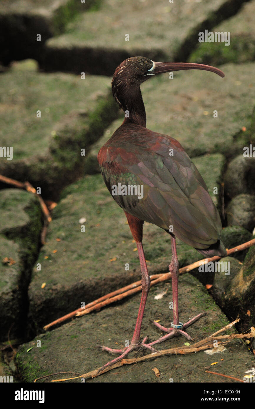 L'ibis lucido Plegadis falcinellus, Threskiornithidae, Indonesia, Asia Foto Stock