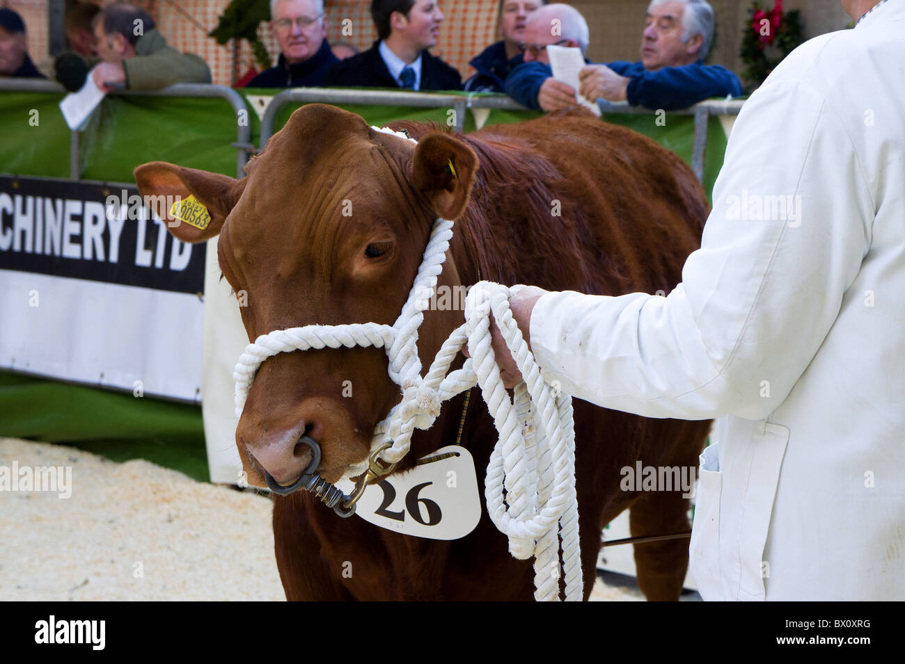 Una mucca marrone essendo portato nel mostrare squillo ad una fiera di paese in cornwall, Regno Unito Foto Stock