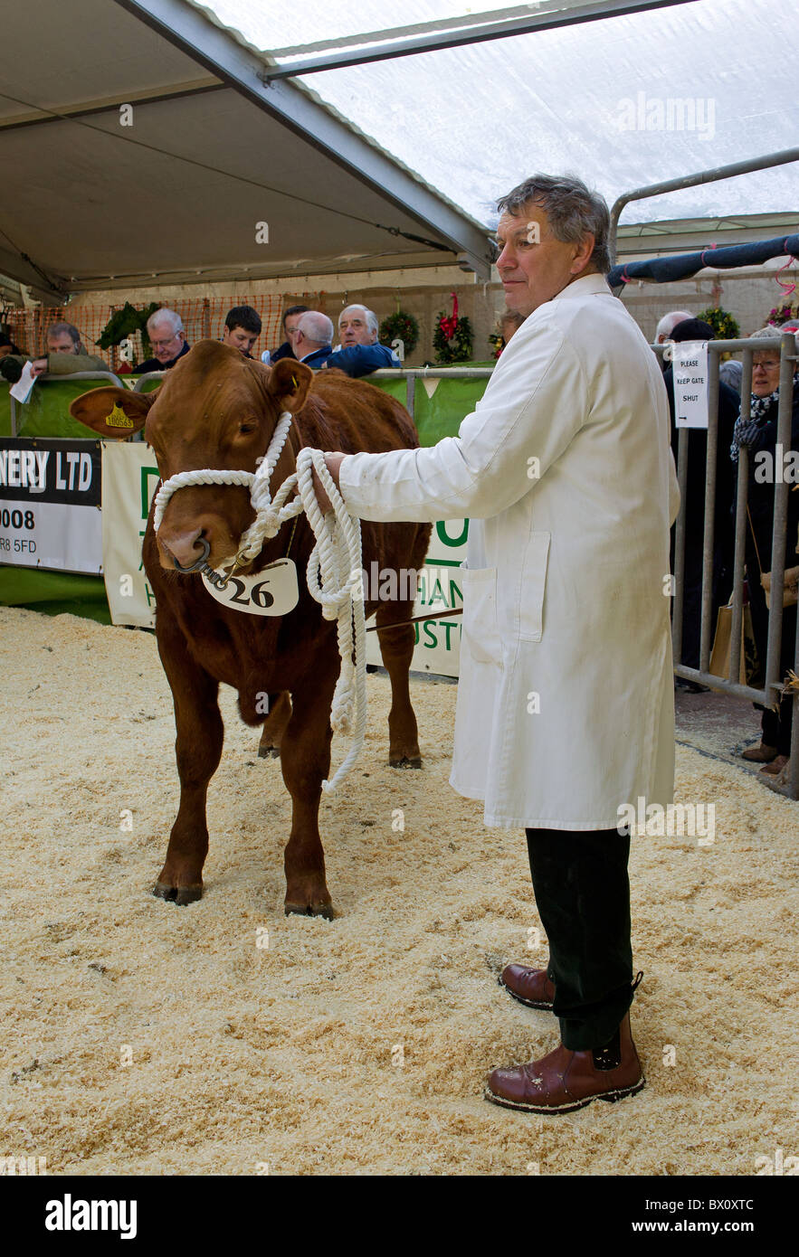 Una mucca marrone nel mostrare squillo ad una fiera di paese in cornwall, Regno Unito Foto Stock
