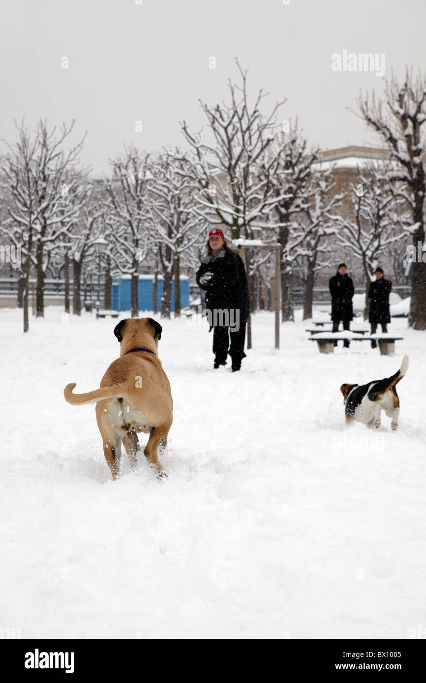 Donna che gioca con i cani nella neve Foto Stock