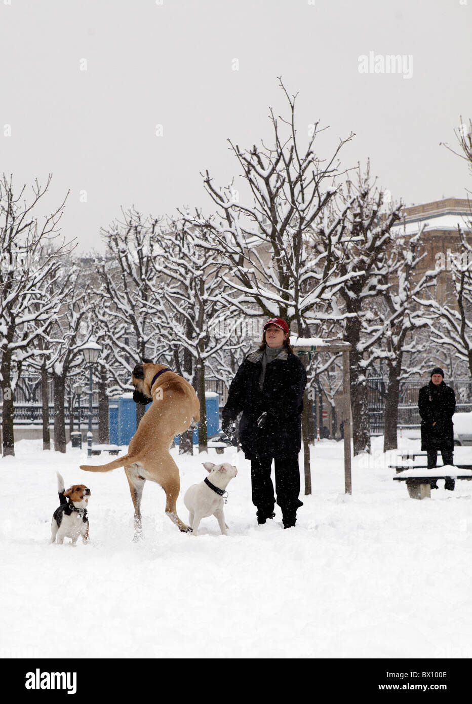 Donna che gioca con i cani nella neve Foto Stock