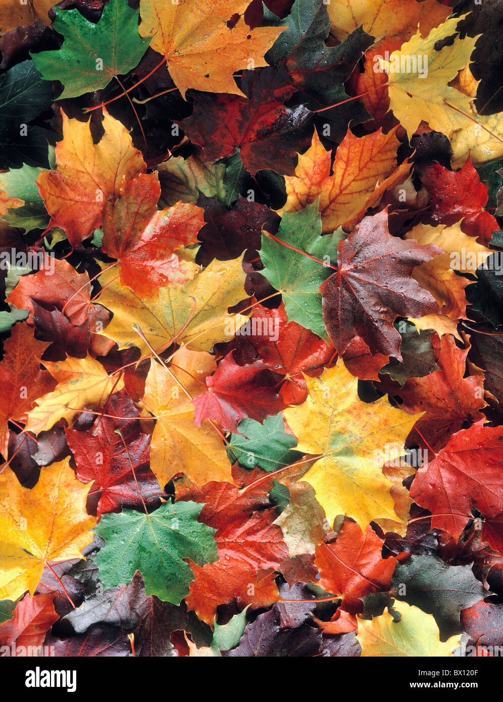 Foglie di autunno rosso acero colorato verde sfondo giallo Foto Stock