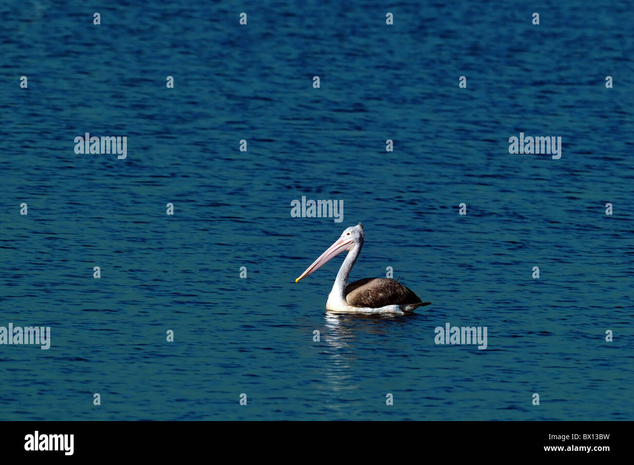 Un bel Pellicano grigio in azione in un stagno locale Foto Stock