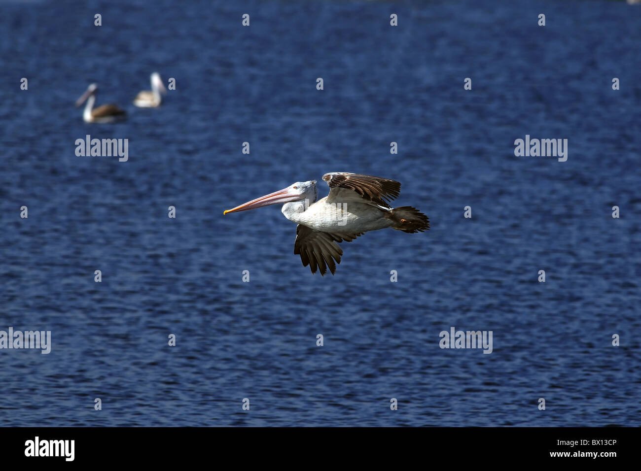 Un bel Pellicano grigio in azione in un stagno locale Foto Stock