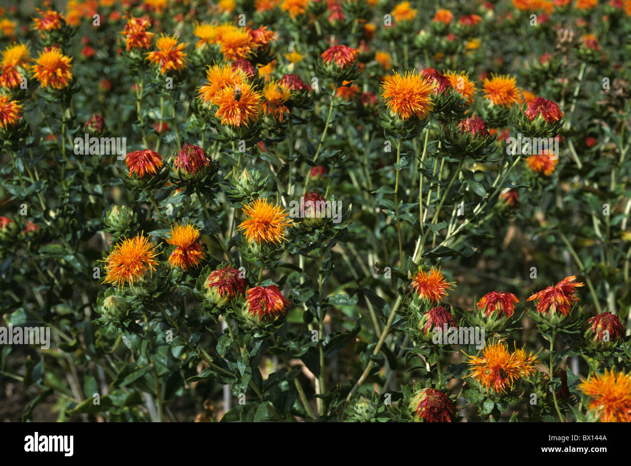 Il cartamo (Carthamus tinctorius) piante in fiore & inizio alle sementi Foto Stock