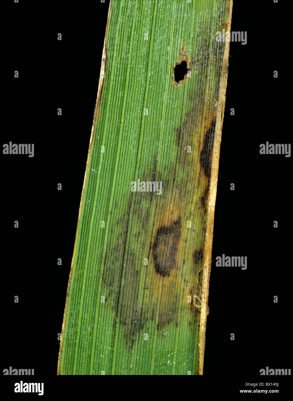 Leaf Scotti (Gerlachia oryzae) fogliare precoce di infezione di punta sul riso Foto Stock