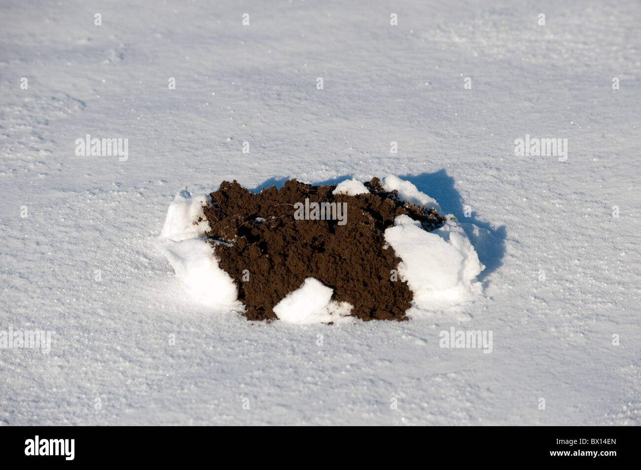 Mole hill emergente dal sotto neve Foto Stock