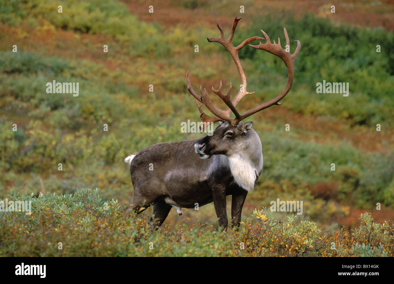 Alaska animali animali palchi autunno big bull Caribou Denali National Park grande nella tundra estate indiana Foto Stock