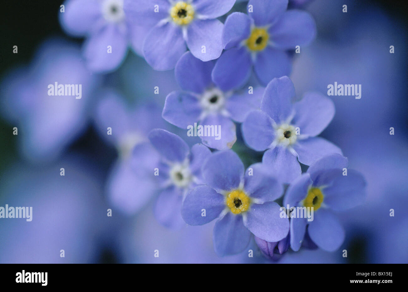 Area alpina merlatura blossoms close up dettaglio di fiori di campo dimenticare-me-non Italia Europa lilac Myosotis un Foto Stock