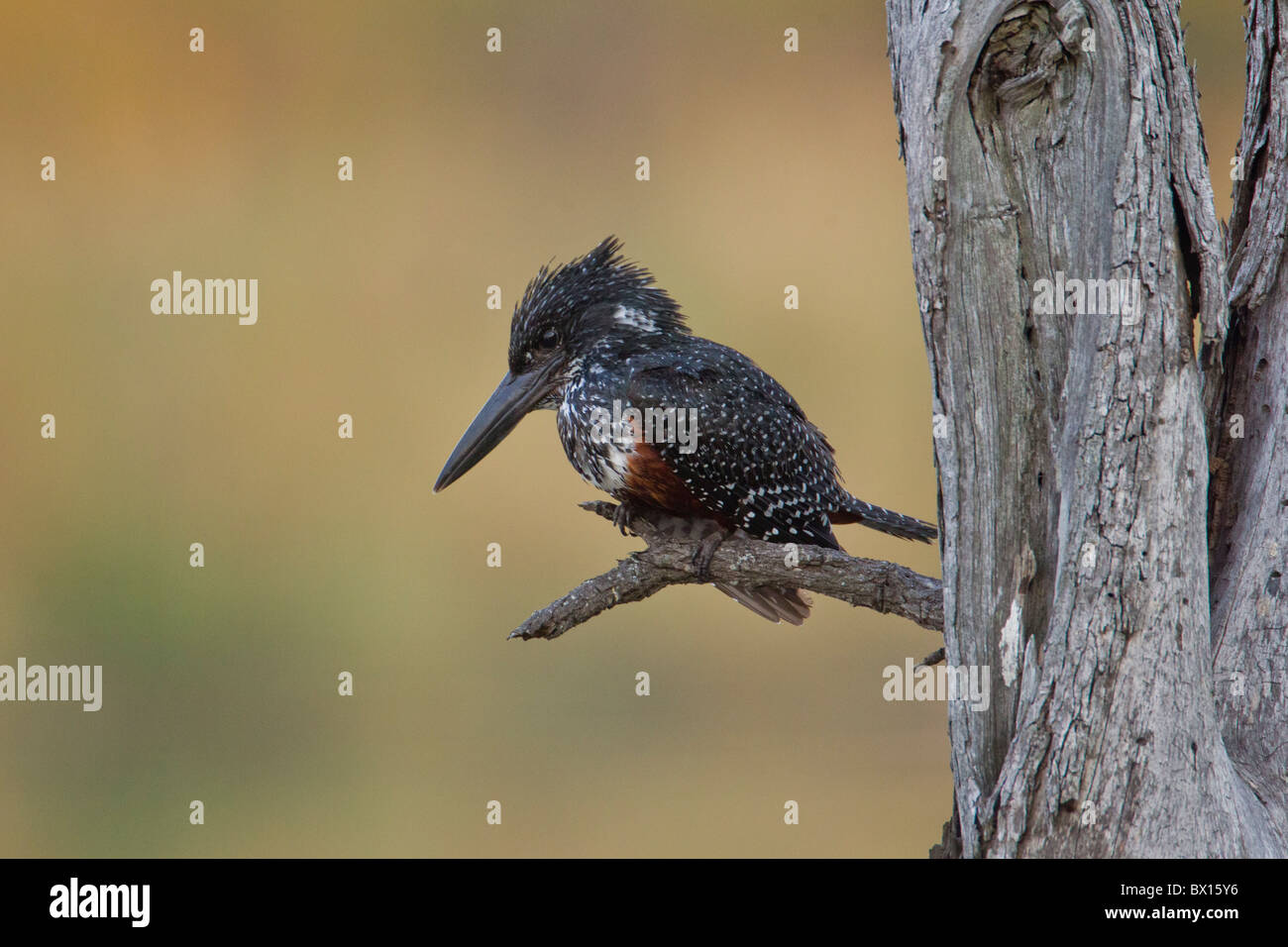 Ritratto di un gigante kingfisher (Megaceryle maxima) su un ramoscello. La foto è stata scattata nel Parco Nazionale di Kruger, Sud Africa. Foto Stock
