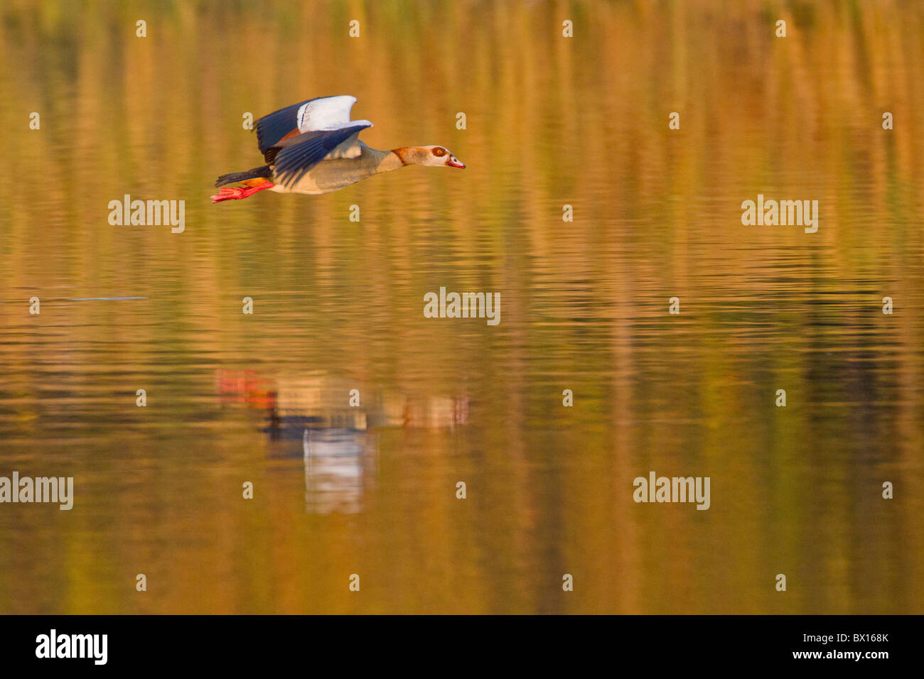 Oca egiziana (Alopochen aegyptiacus) volare su un fiume. La foto è stata scattata nel Parco Nazionale di Kruger, Sud Africa. Foto Stock