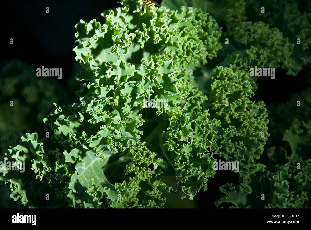 Chiudere fino a base di foglie di cavolo Laciniato Brassica impianto, Inghilterra Foto Stock
