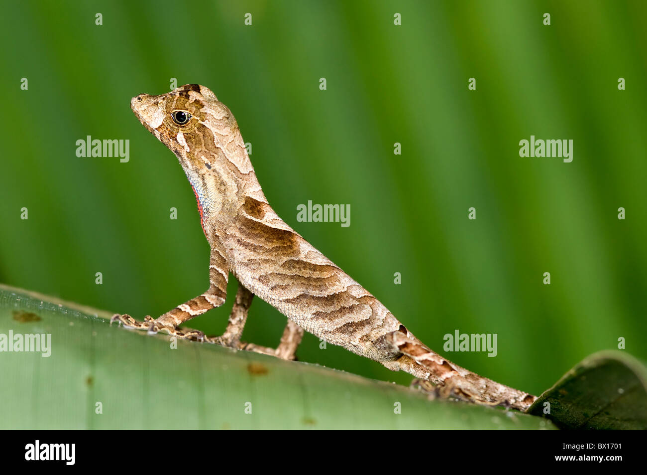 Anolis nitens lizard da Ecuador Foto Stock