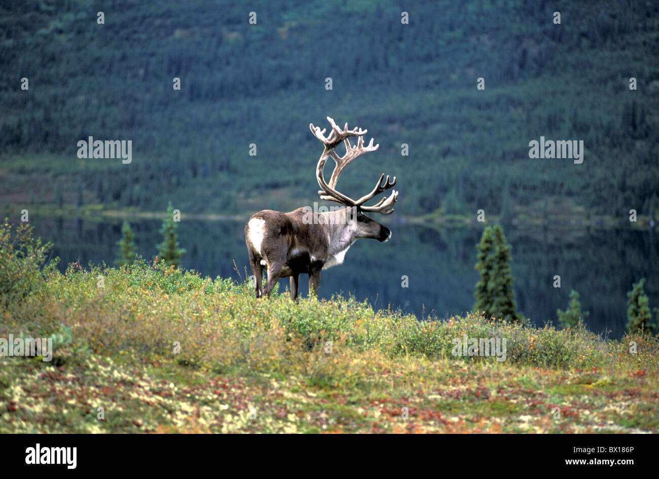 Terra povera Caribou Nord America Rangifer Tarandus lago tundra animale USA America del Nord America Alaska Foto Stock