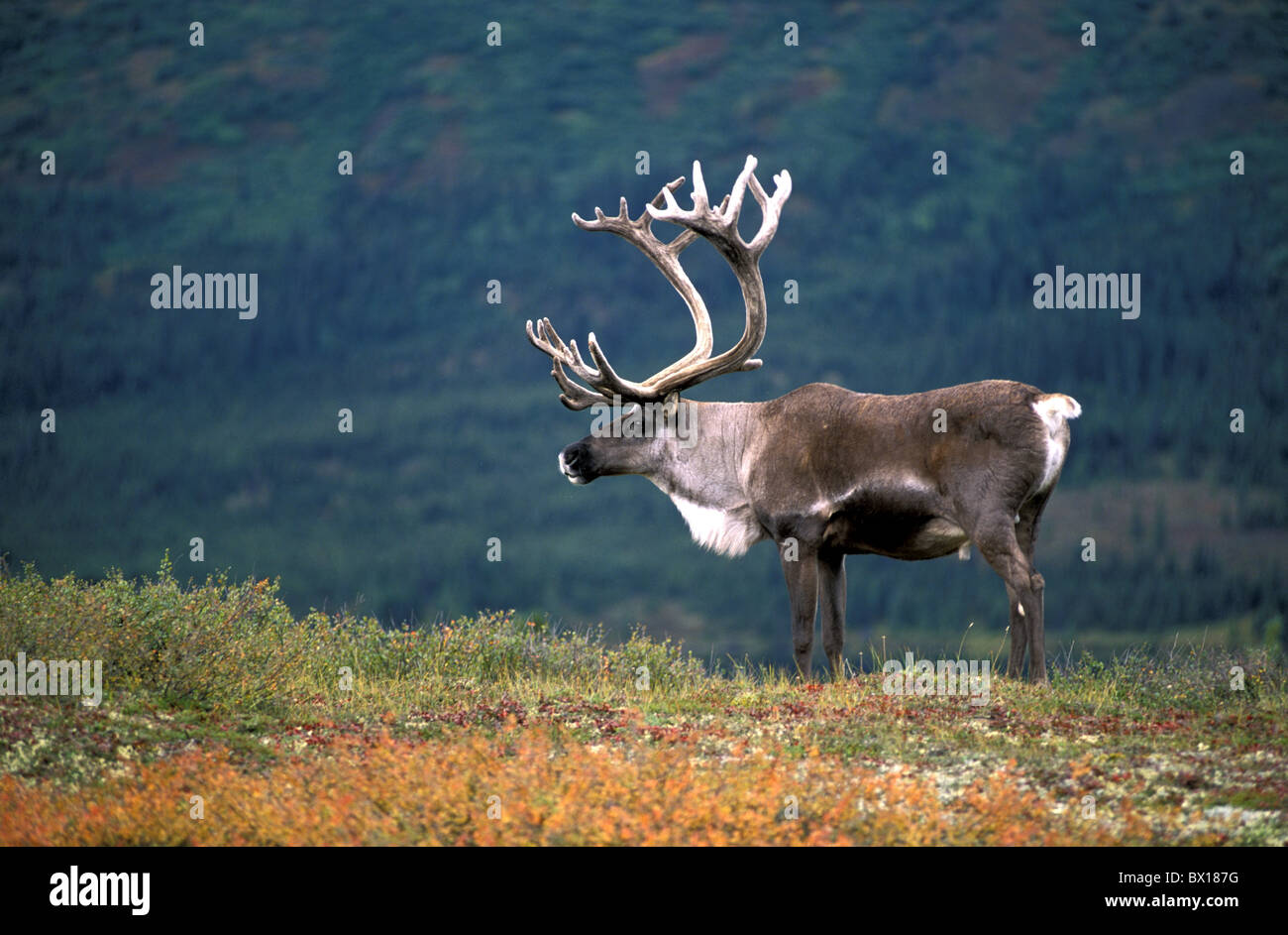 Terra povera Caribou Nord America Rangifer Tarandus lago tundra animale USA America del Nord America Alaska Foto Stock