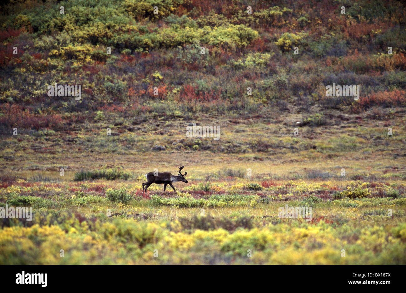 Terra povera Caribou Nord America Rangifer Tarandus lago tundra animale USA America del Nord America Alaska Foto Stock